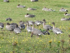 Anser brachyrhynchus