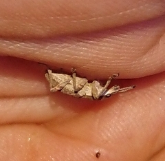 Charagmus gressorius