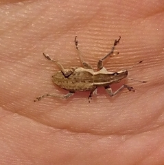 Charagmus gressorius