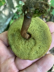 Boletellus chrysenteroides