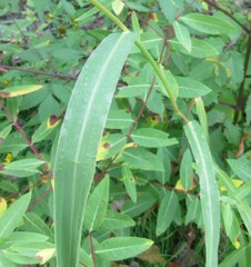 Echinochloa muricata