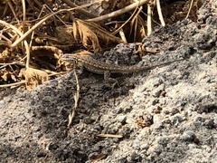 Uta stansburiana elegans