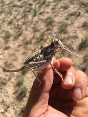 Orthoptera