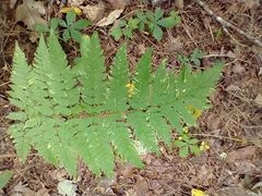 Dryopteris goldieana