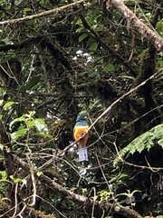 Trogon collaris