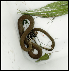 Hierophis