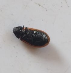 Melyris rufomarginata