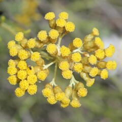 Helichrysum italicum
