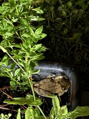 Osteopilus septentrionalis