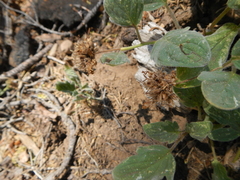 Phacelia hydrophylloides