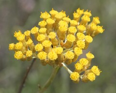 Helichrysum italicum