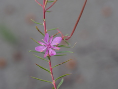Chamaenerion dodonaei