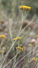 Helichrysum italicum