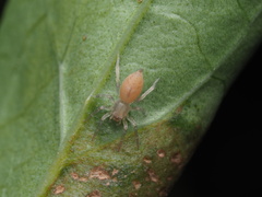 Clubionidae