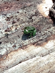 Hyla plicata