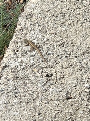 Uta stansburiana elegans