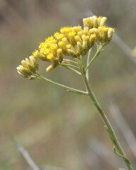Helichrysum italicum