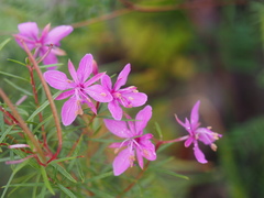 Chamaenerion dodonaei