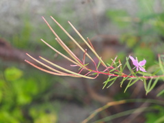 Chamaenerion dodonaei