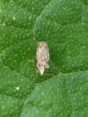 Tingidae