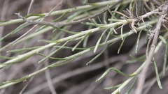 Helichrysum italicum