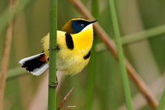 Tachuris rubrigastra