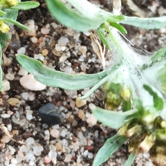 Gnaphalium uliginosum