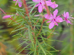 Chamaenerion dodonaei
