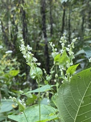 Fallopia scandens