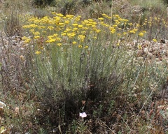 Helichrysum italicum