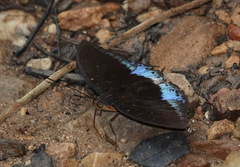 Lexias dirtea