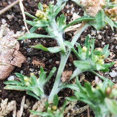 Gnaphalium uliginosum