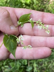 Fallopia scandens