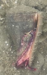 Conus gladiator