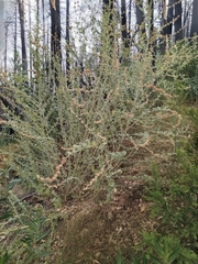 Malacothamnus arcuatus