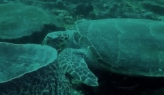 Eretmochelys imbricata