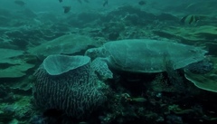 Eretmochelys imbricata