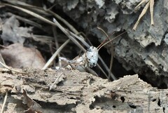 Melanoplus ponderosus