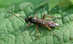 Vulgichneumon saturatorius