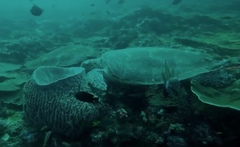 Eretmochelys imbricata