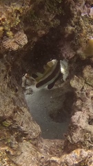 Heniochus chrysostomus