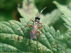 Vulgichneumon saturatorius