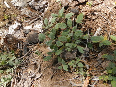 Phacelia hydrophylloides