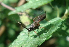 Vulgichneumon saturatorius