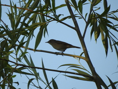 Iduna caligata