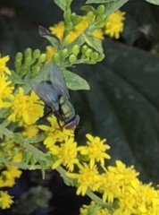 Lucilia coeruleiviridis