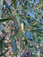 Acacia longifolia