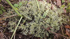 Cladonia rangiformis