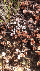 Peltigera polydactylon