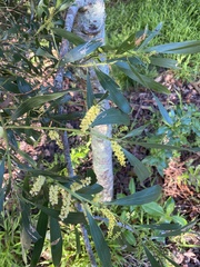Acacia longifolia